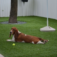Best Artificial Grass Tat Momoli, Arizona Dog Hospital, Grass for Dogs