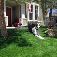 Grass Turf Tolani Lake, Arizona Dog Grass, Dog Kennels