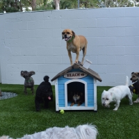 Plastic Grass Jakes Corner, Arizona Pet Paradise, Dogs Runs