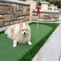 Synthetic Grass Round Rock, Arizona Design Ideas, Dogs Runs