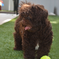 Synthetic Lawn New River, Arizona Indoor Dog Park, Dog Kennels