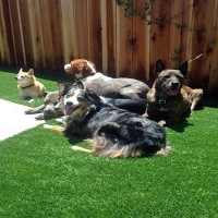 Turf Grass Santan, Arizona Artificial Turf For Dogs, Dog Kennels