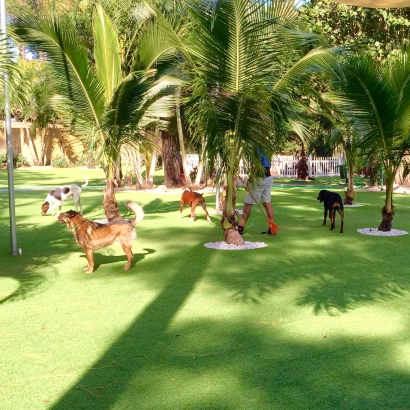 Fake Grass Arizona City, Arizona Dog Parks, Dog Kennels