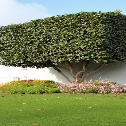 Synthetic Grass in Palominas, Arizona