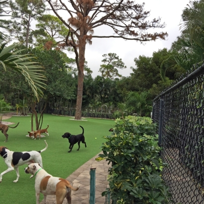 Green Lawn Bullhead City, Arizona Dog Grass, Commercial Landscape