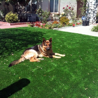 Synthetic Turf in Chino Valley, Arizona