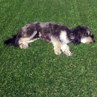 Artificial Grass in Huachuca City, Arizona