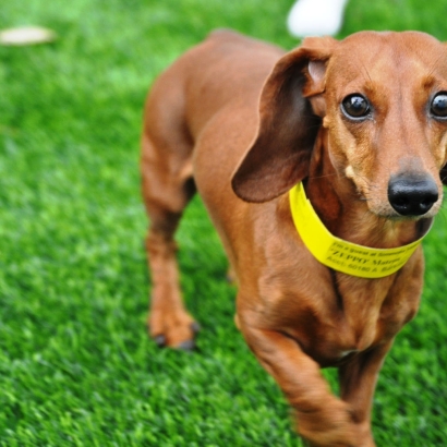 Synthetic Grass & Putting Greens in Buckeye, Arizona