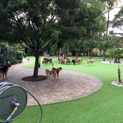 Artificial Grass in Chloride, Arizona