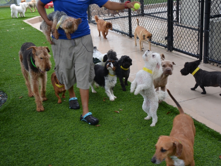 Artificial Grass Carpet San Tan Valley, Arizona Grass For Dogs, Grass for Dogs