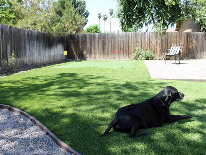 Artificial Grass Installation Santa Cruz, Arizona Rooftop, Dogs Park