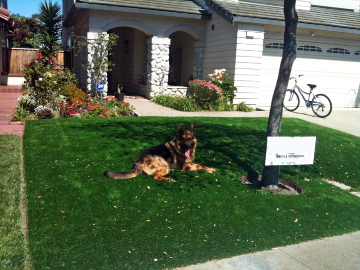 Artificial Turf Installation Black Canyon City, Arizona Grass For Dogs, Dogs