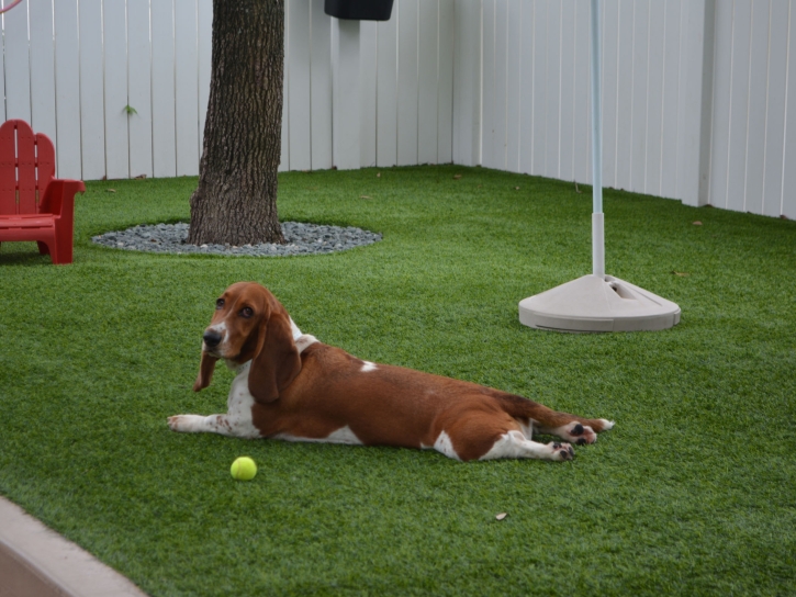Best Artificial Grass Tat Momoli, Arizona Dog Hospital, Grass for Dogs