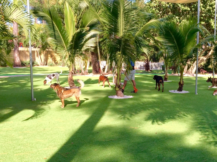 Fake Grass Arizona City, Arizona Dog Parks, Dog Kennels