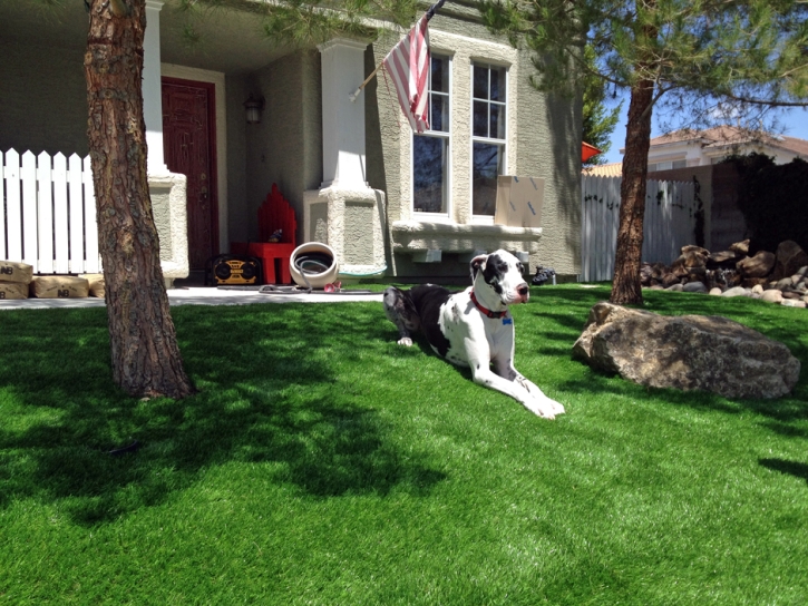 Grass Turf Tolani Lake, Arizona Dog Grass, Dog Kennels