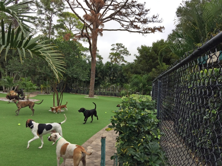 Green Lawn Bullhead City, Arizona Dog Grass, Commercial Landscape