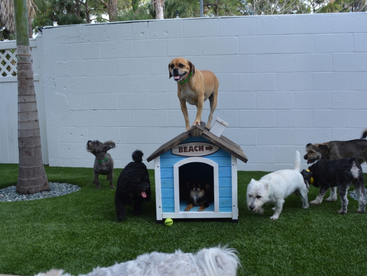 Plastic Grass Jakes Corner, Arizona Pet Paradise, Dogs Runs