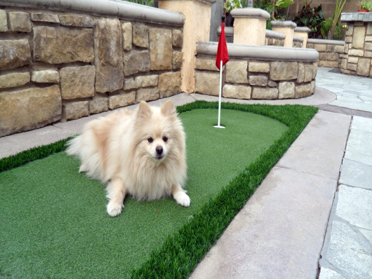 Synthetic Grass Round Rock, Arizona Design Ideas, Dogs Runs