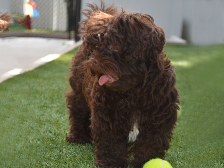 Synthetic Lawn New River, Arizona Indoor Dog Park, Dog Kennels