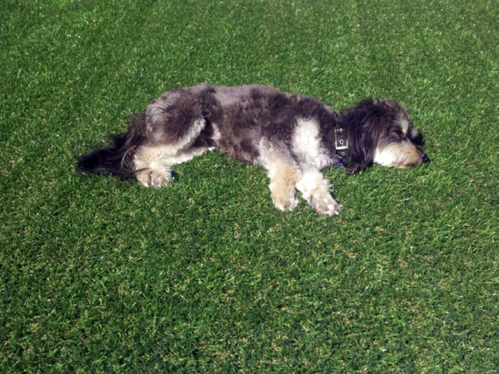 Synthetic Turf Supplier Huachuca City, Arizona Landscape Photos, Dogs Park