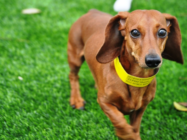 Turf Grass Buckeye, Arizona Dog Hospital, Dog Kennels