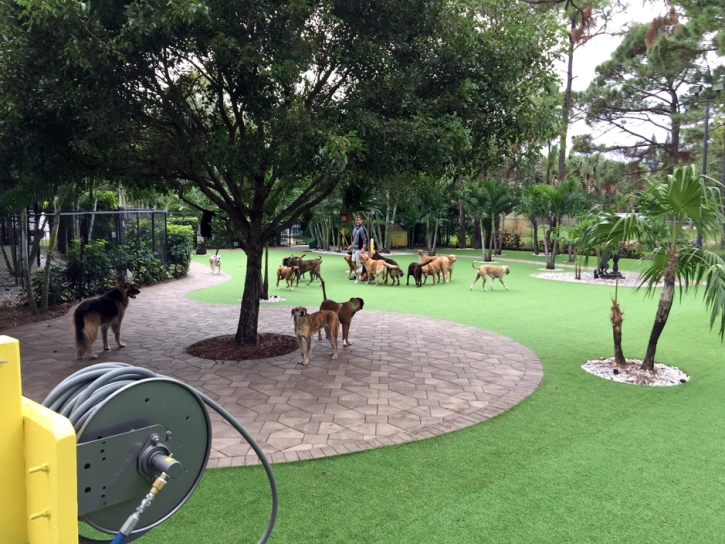 Turf Grass Dolan Springs, Arizona Grass For Dogs, Commercial Landscape