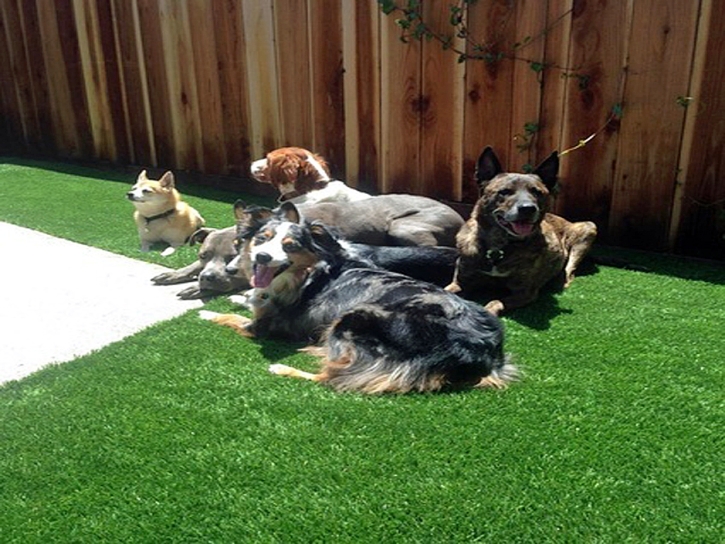 Turf Grass Santan, Arizona Artificial Turf For Dogs, Dog Kennels